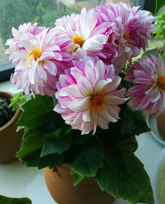 小丽花从种子到开花多长时间,不知道怎么养仙人球请注意这些