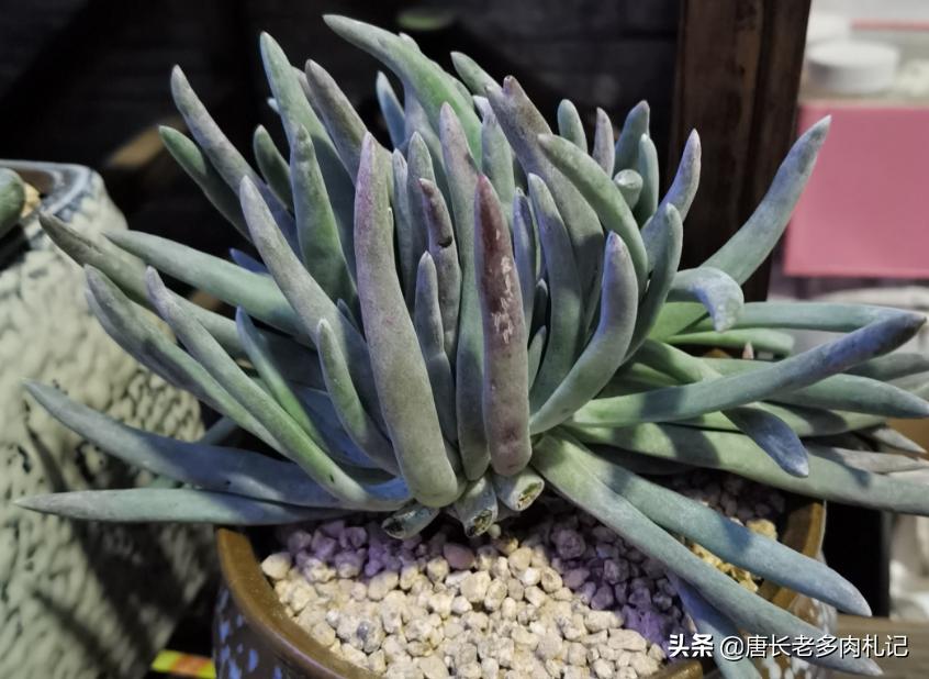 爱杜丽丝多肉怎么变成老桩,爱杜丽丝多肉是夏型种吗