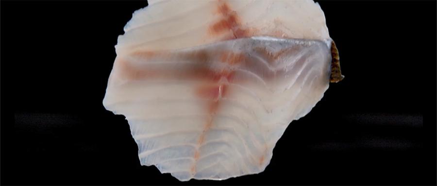 鳕鱼和三文鱼哪个更适合宝宝,三文鱼和鲈鱼哪个适合宝宝吃