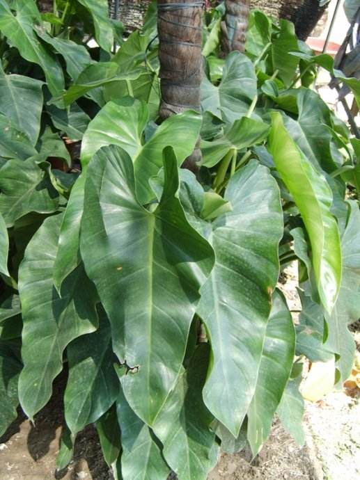 宝石树怎么种植,绿宝石植物如何扦插繁殖