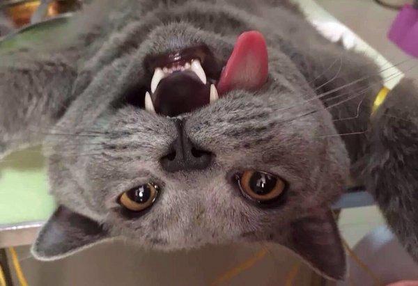 猫咪绝育麻醉多久恢复正常行走,猫咪做绝育手续前后注意什么