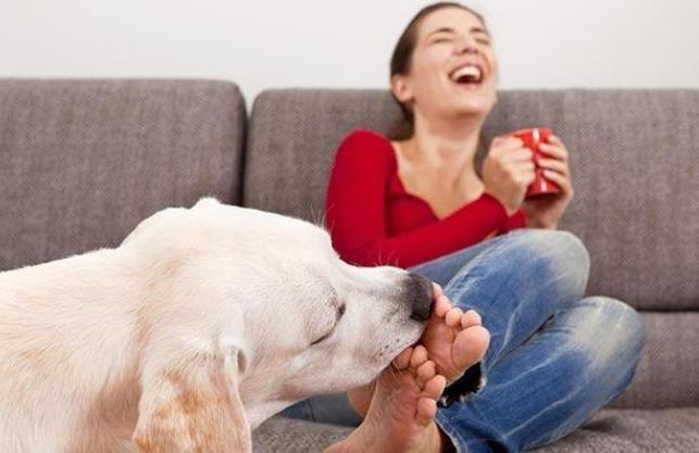 别再嫌弃狗狗舔人脏，其实它想要表达这几件事