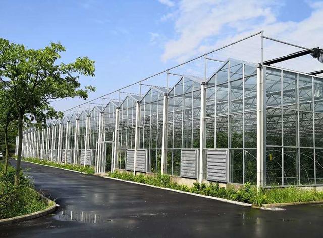 种植温室大棚一亩多少钱,四川玻璃温室大棚多少钱一平方米