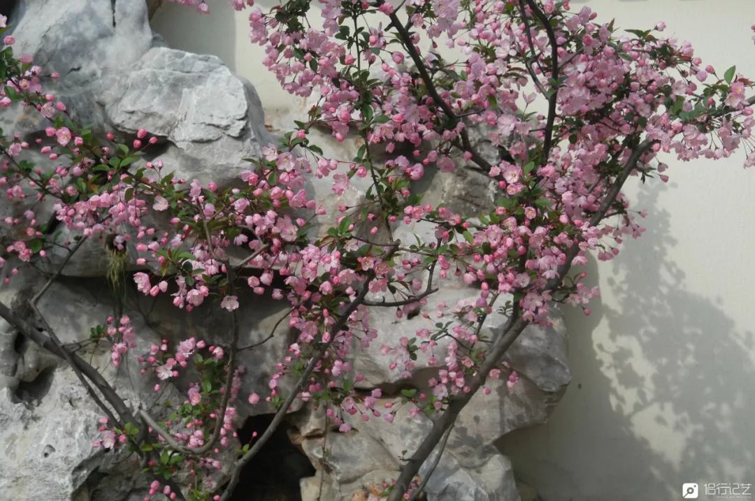 大叔花700万建的花园别墅,太湖石苏州