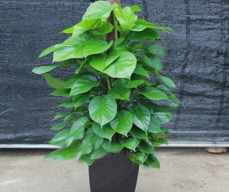 用水瓶培育绿萝,怎样用塑料瓶养吊起来的绿萝