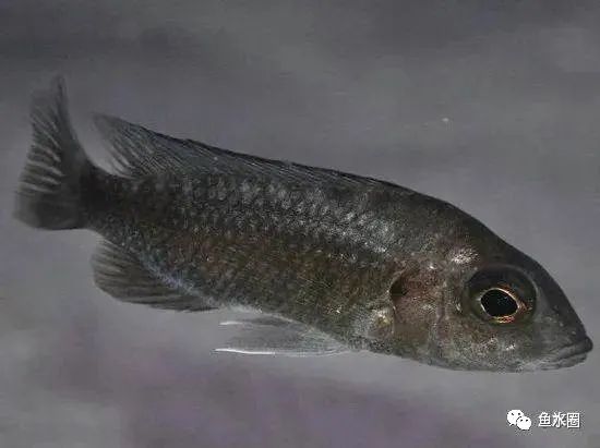 三湖慈鲷马鲷孔雀鱼多久发色,三湖慈鲷鱼之马鲷鱼