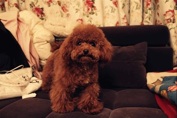 养纯种还是混血狗,养纯种狗