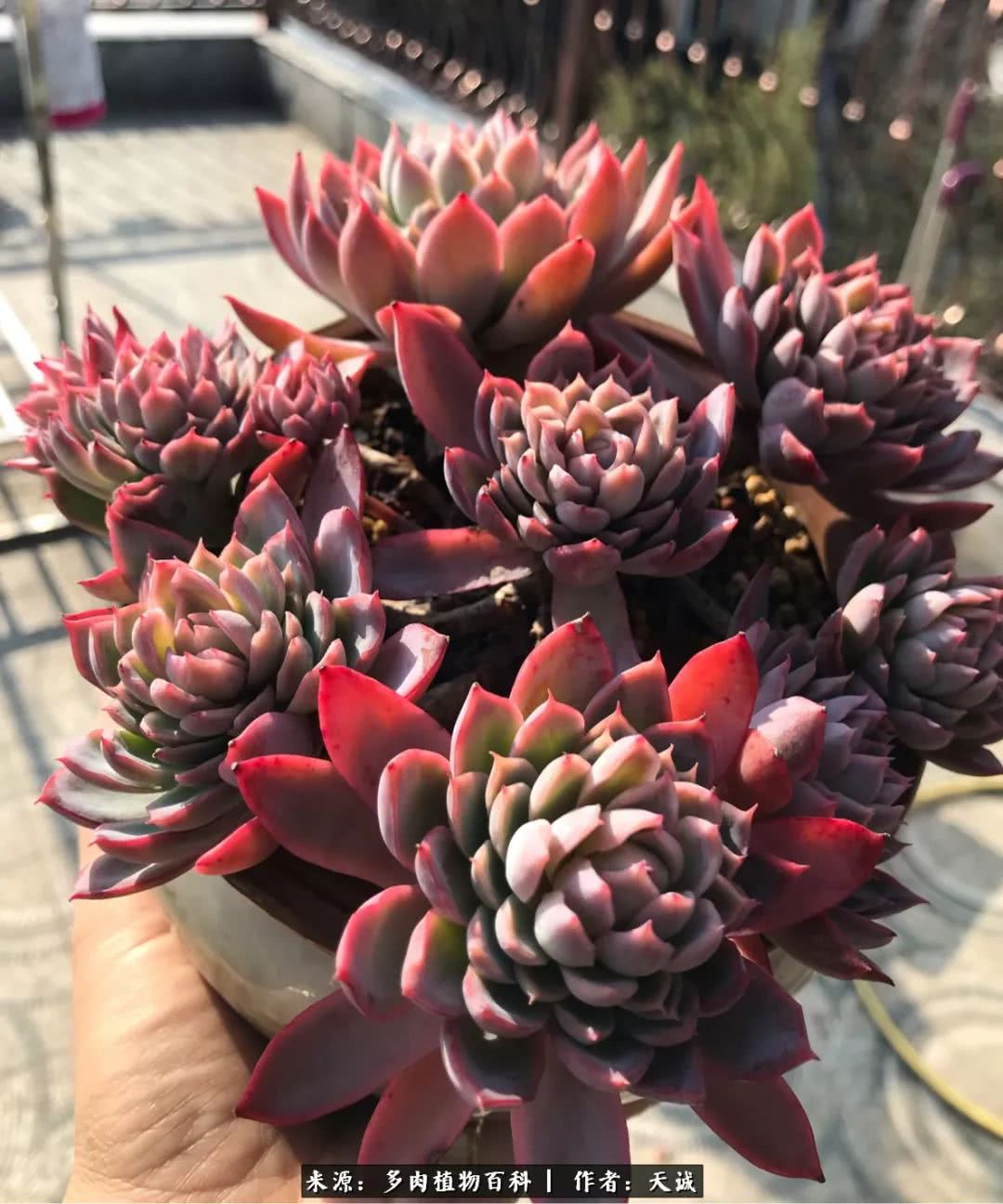 多肉从小养到大的过程,真爱的力量教程