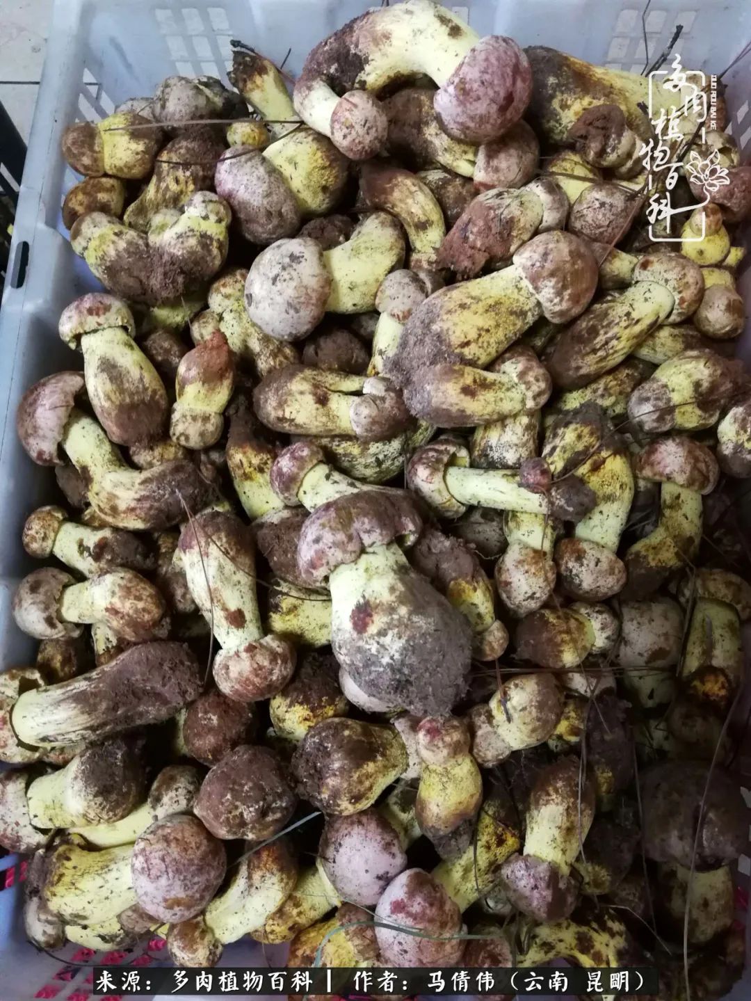 熬过了夏天的多肉,多肉熬过夏天惊艳整个秋天