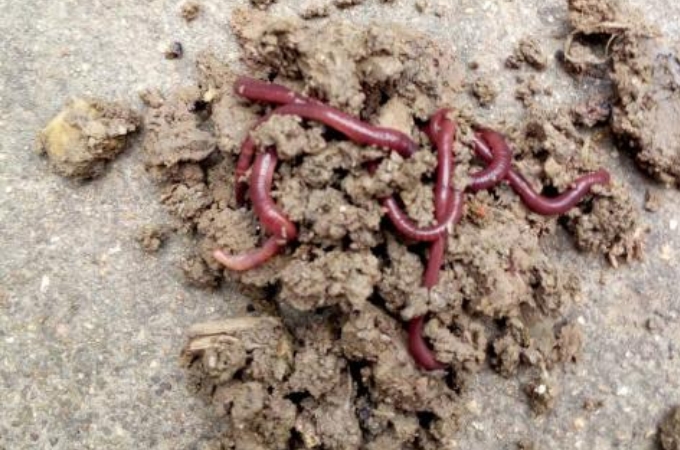 悄悄跟你说，蚯蚓钓鱼大有讲究，唯独这四个用法最关键，别外传