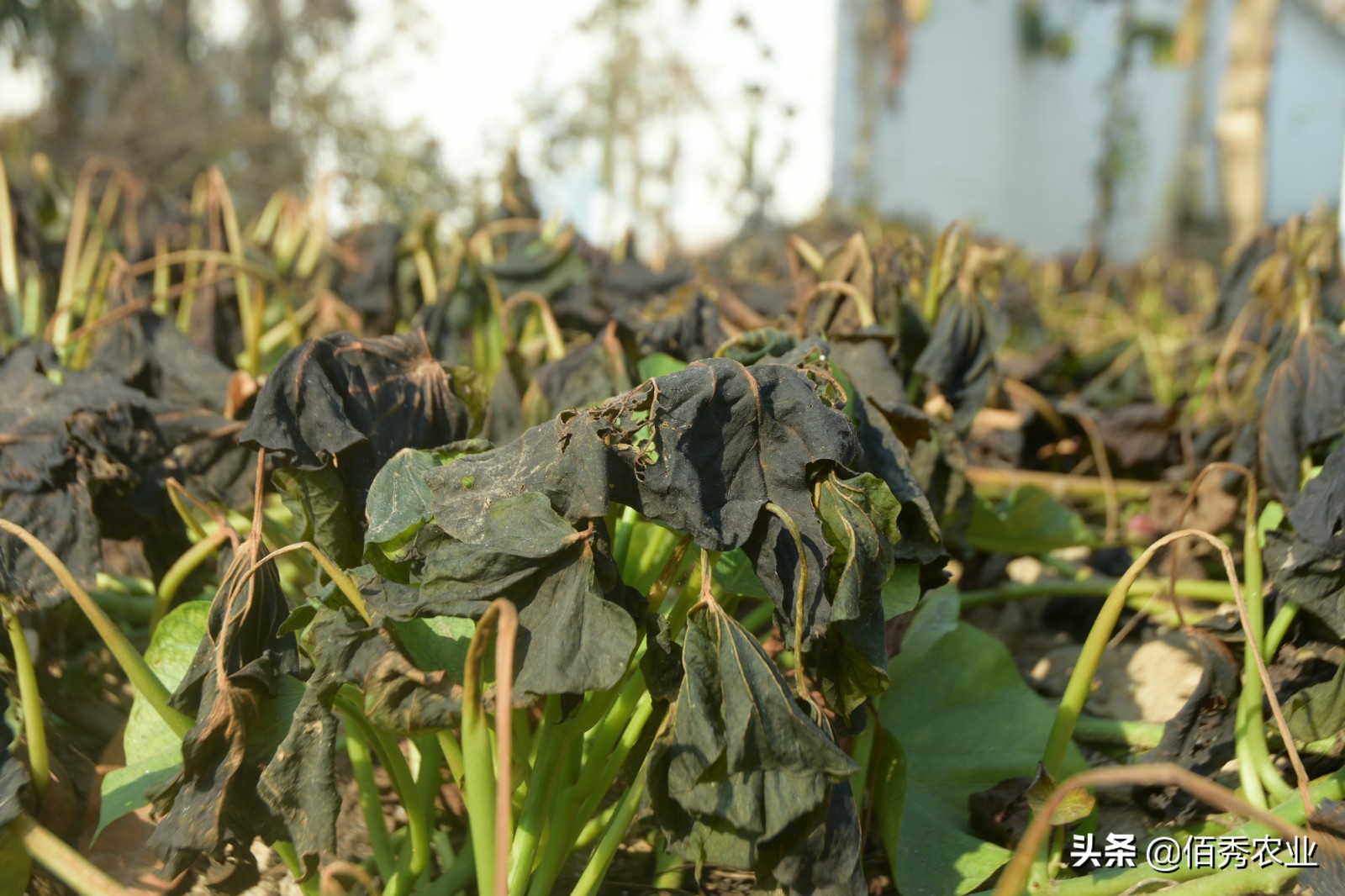 霜打过的菜为啥是甜的,霜打的蔬菜为什么会甜