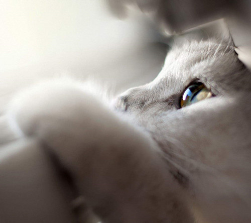 云养猫真的有便利吗,真养猫和云养猫的区别