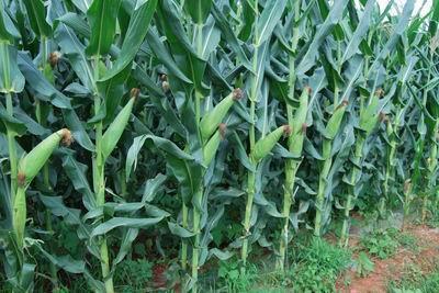 土壤贫瘠施什么肥,土壤有机质低怎么办