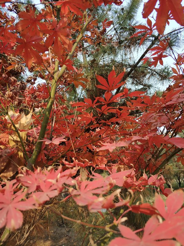 美丽的沙河,沙河一中怎么样