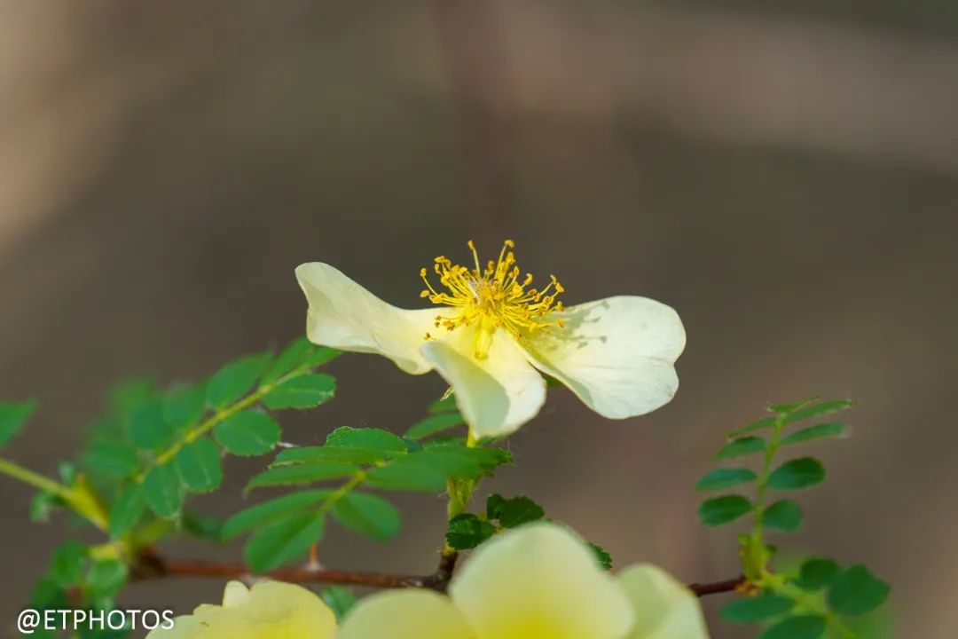 腾龙70-2002.8镜头最新款,腾龙70-180mmf2.8微距实拍如何使用