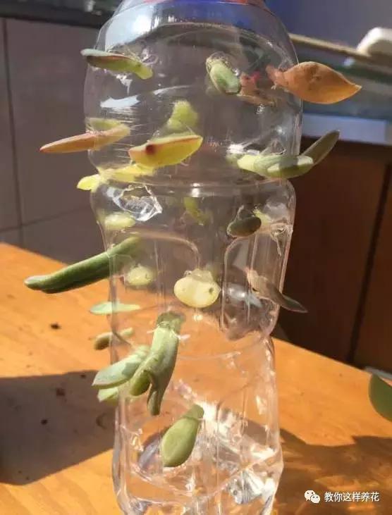 塑料瓶扔了就是扔钱！用来养花就是宝贝，看到了快捡！