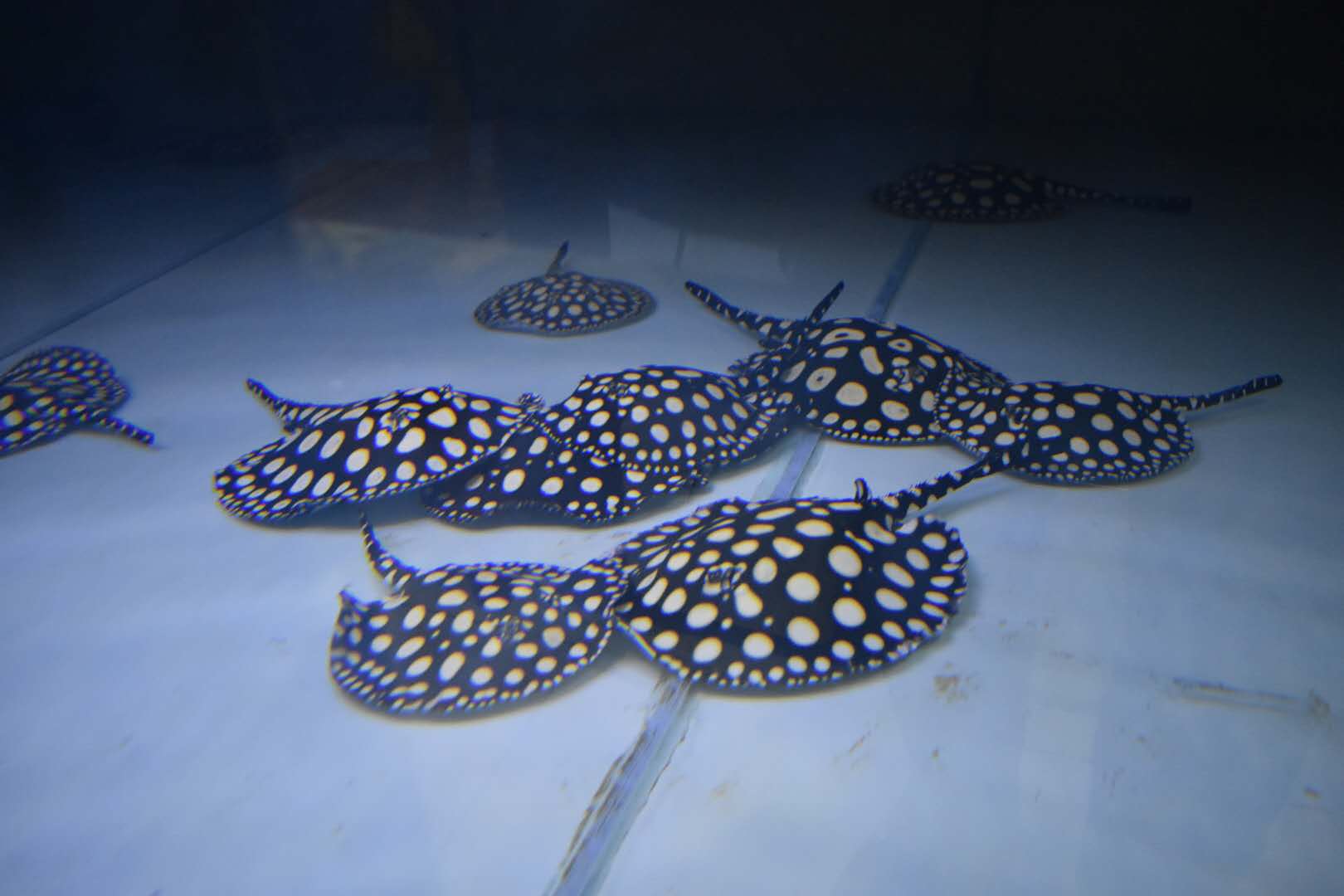 楠羽魟鱼,楠羽养鱼经全集