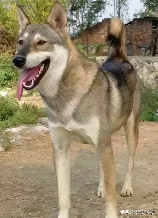 这样的中华田园犬难道你不爱吗,怎么样的才能称得上中华田园犬