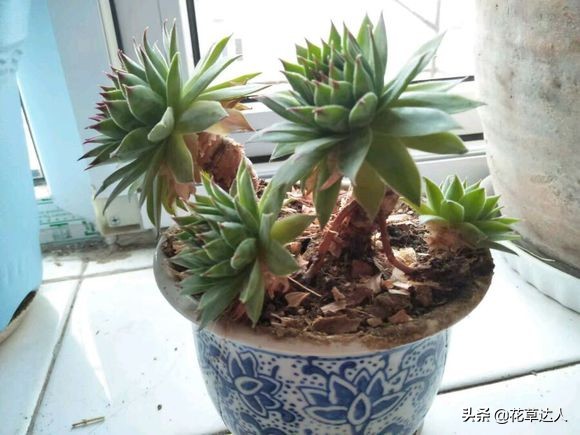 药锦多肉还养得活不,夏天多肉怎么养才能活