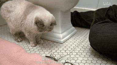 打猫可以纠正猫的坏行为吗,猫犯错了可以关起来吗