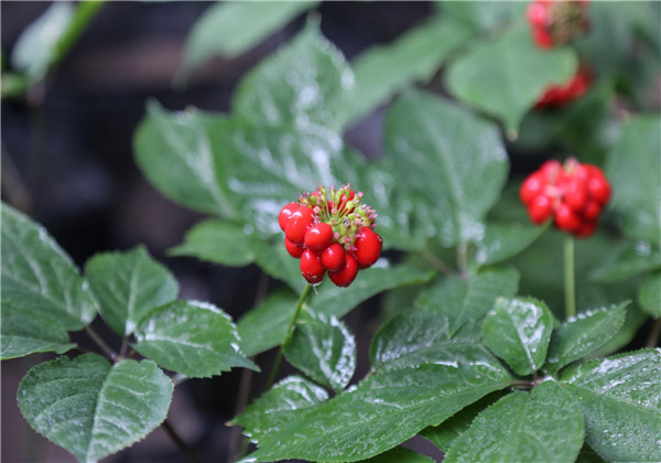 云南白药三七种植,云南三七与云南白药有什么区别