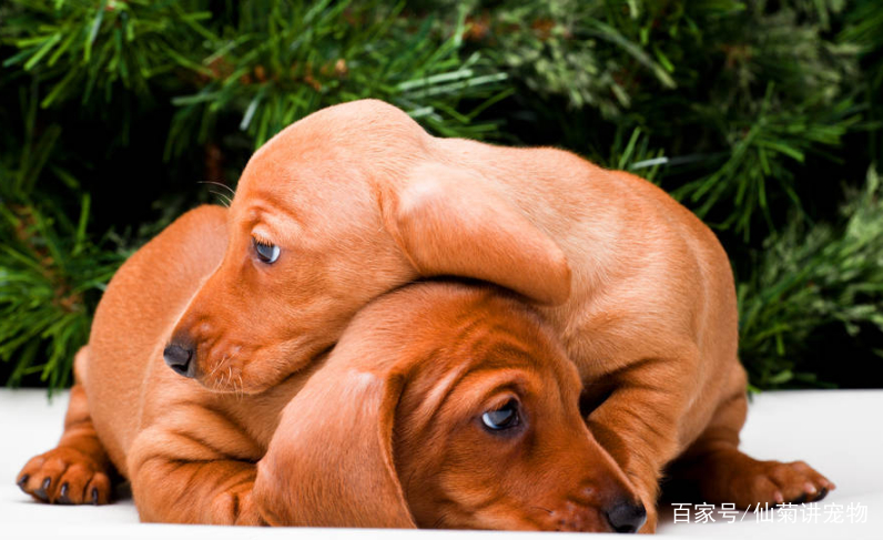 如何制止狗吃猫咪便便,腊肠犬拉肚子怎么办