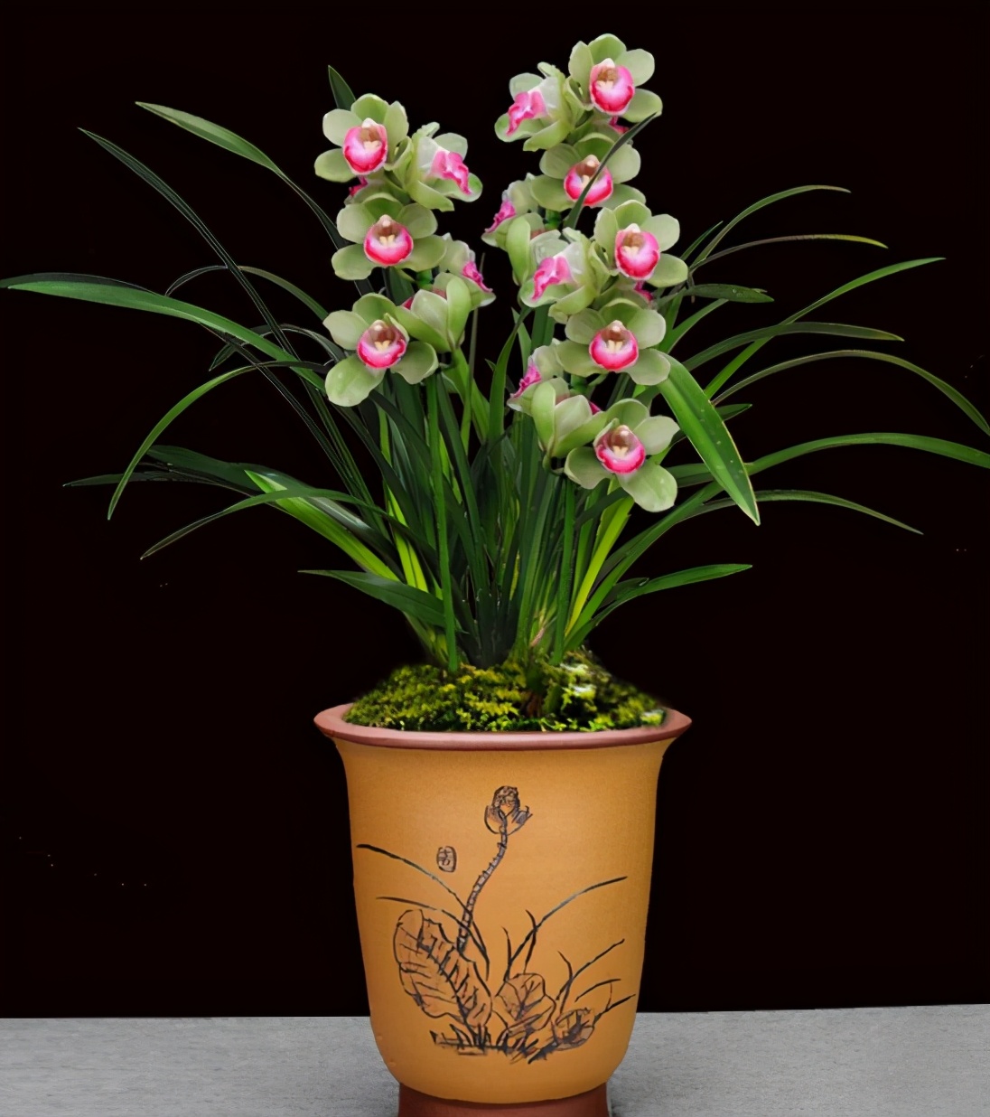 多季开花又特别香的兰花品种,开花稳定香味堪称一绝的兰花