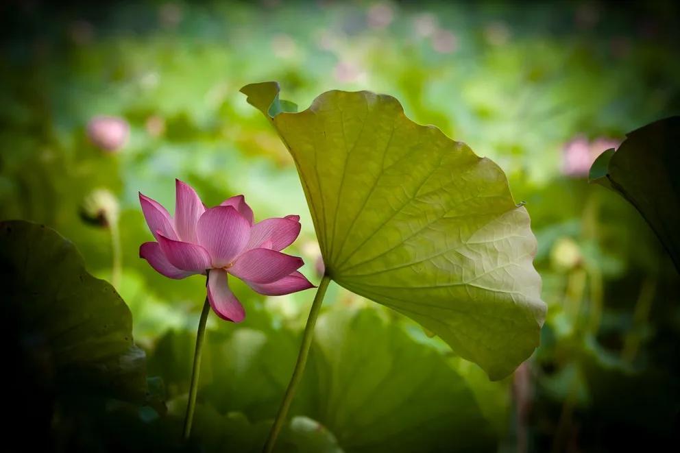 夏季最美荷花在哪里,山东最漂亮的荷花