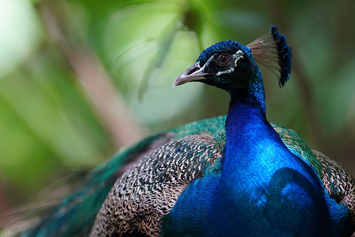 索尼fe50mmf2.5gm测评,索尼fe24f1.4gm大师镜头评测