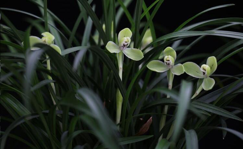 怎样选好兰花品种视频,怎样从兰花芽选择好的兰花