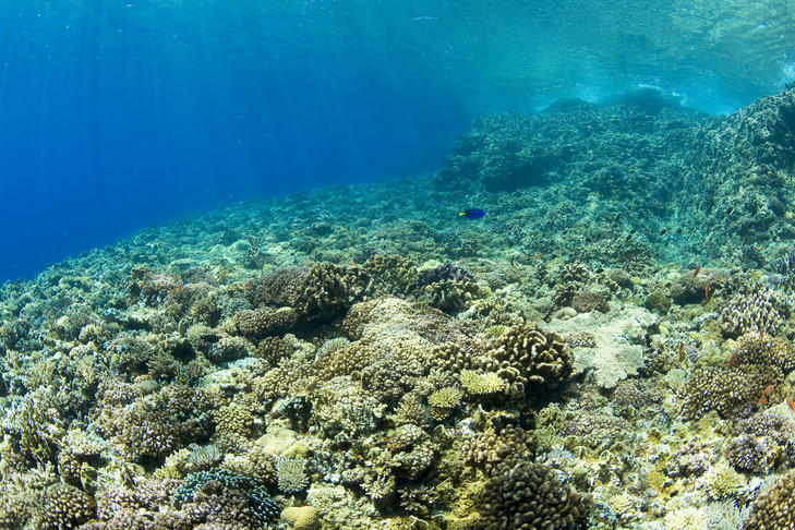 海洋精粹的护肤品怎样,海洋精粹精华