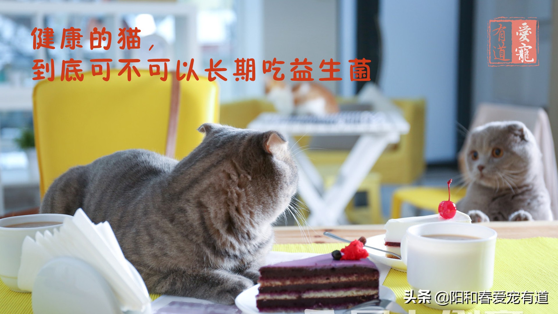 猫咪调理肠胃益生菌推荐,猫咪吃益生菌后反而呕吐