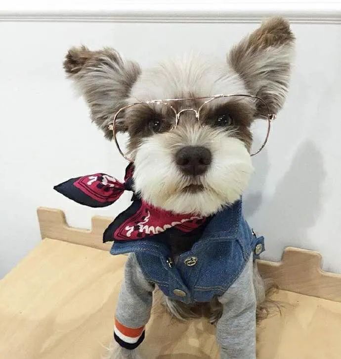 什么狗最好养又听话不掉毛不乱叫,什么狗适合家里养不掉毛也不臭