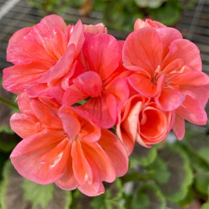 这种花别乱浇水水越多越不开花,这种花不怕冷好养易活