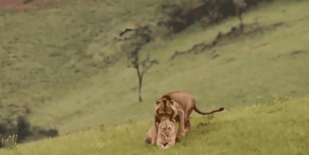 母狮一天发情40次，还追着公狮咬蛋蛋？根本不是这样啊....