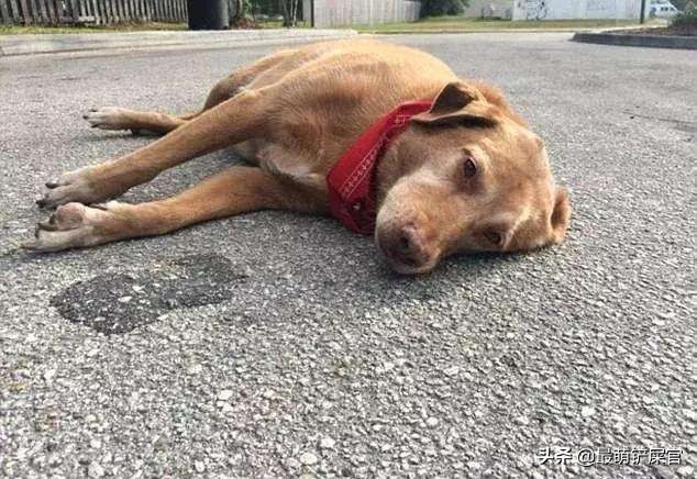 狗狗被下毒还能救回来吗,狗狗被下毒会有什么反应