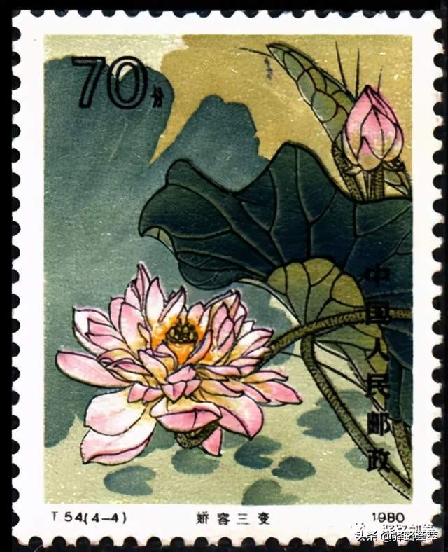 柯汝读邮：荷花T54映日荷花别样红