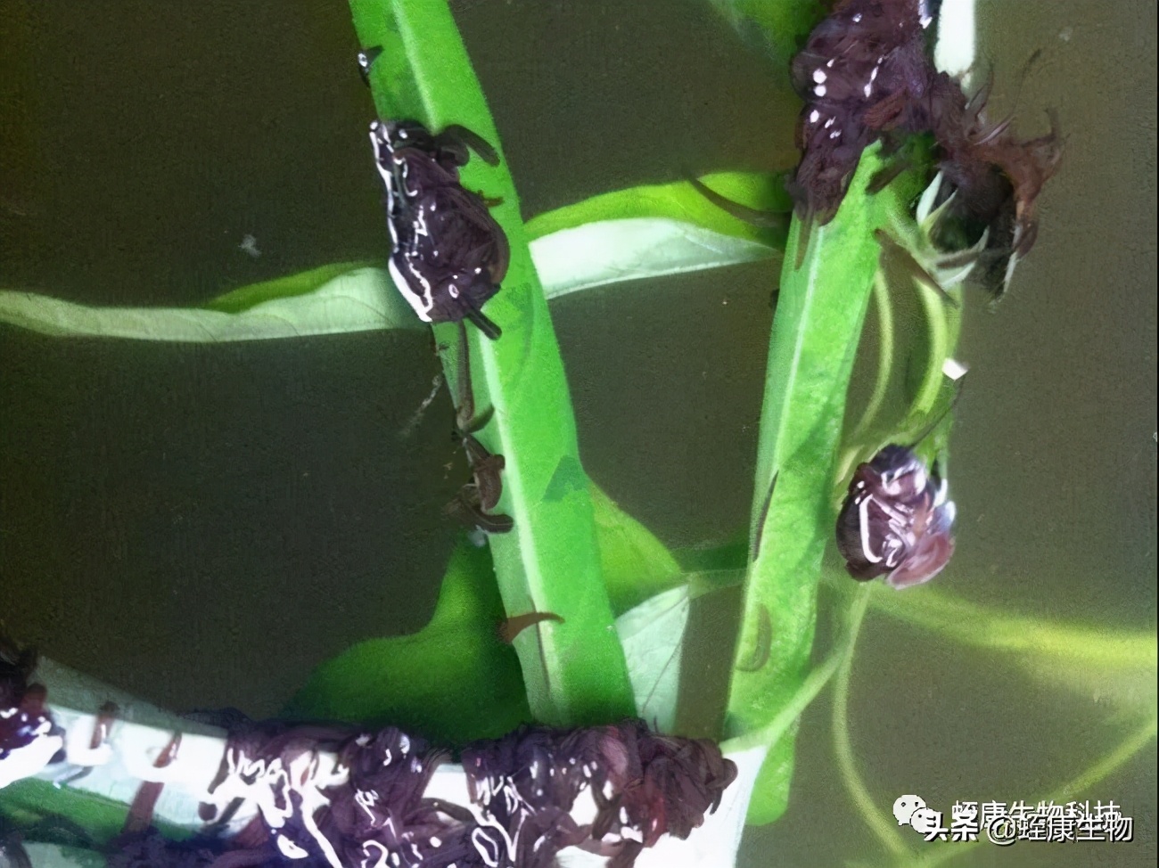 水蛭小苗下水不开口抱团是为什么,水蛭生长须要什么样的条件