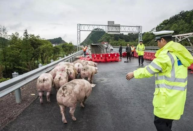 高速上遇见动物是躲避还是撞上去,高速公路上出现动物撞还是不撞