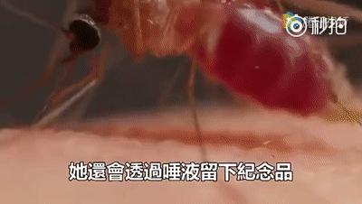 宝宝总爱招蚊子？如何驱蚊、止痒？真正有效的方法，只有这几种