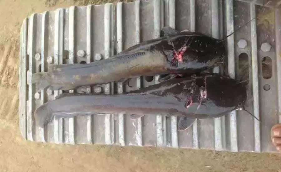 我在非洲开挖机：出门要带AK47，月薪10000+！