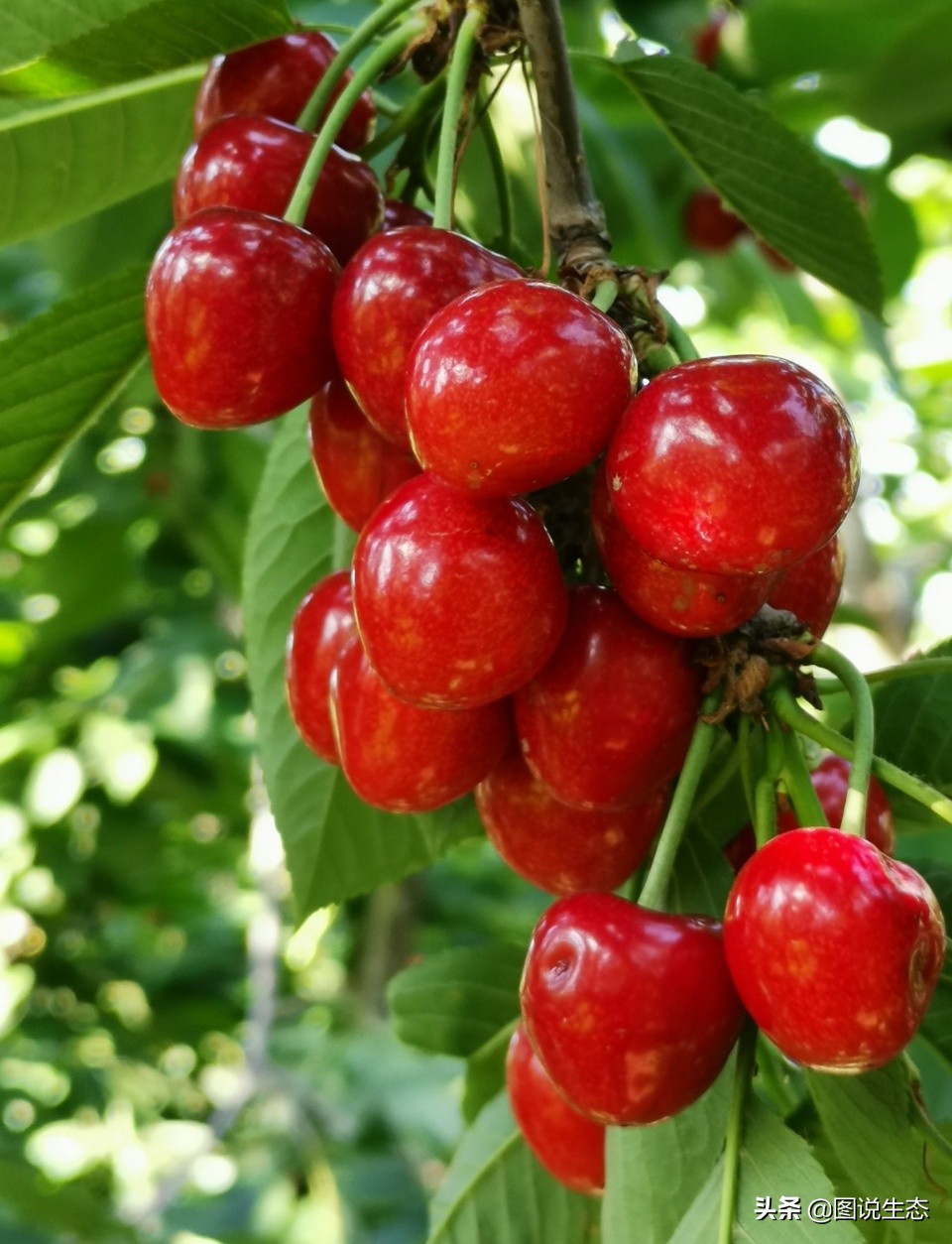 山海关:一沟大樱桃换来半坡别墅