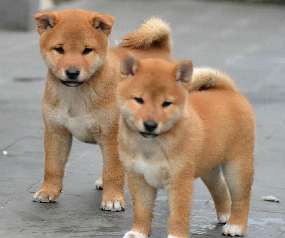 什么狗便宜又好养100元左右,什么狗又便宜又可爱而且很听话