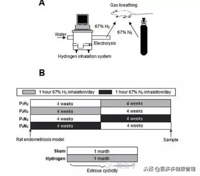 第二军医大学附属长海医院：氢气治疗子宫内膜异位症