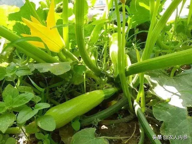 西葫芦坐瓜后怎么管理,西葫芦结瓜期如何管理