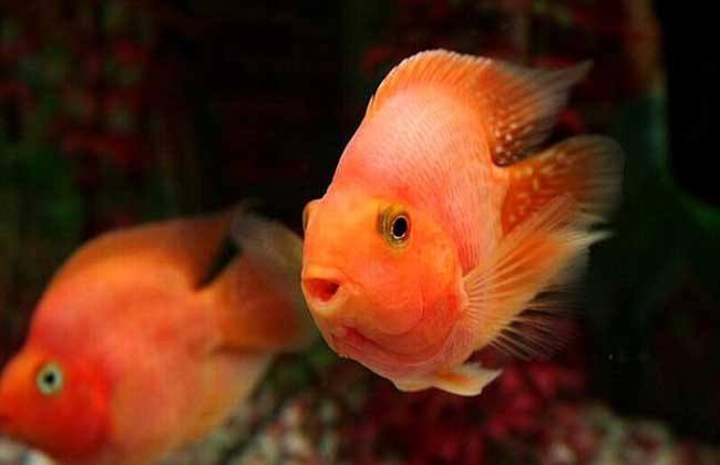 鹦鹉鱼有黑斑怎么回事,鹦鹉鱼出现黑斑怎么回事