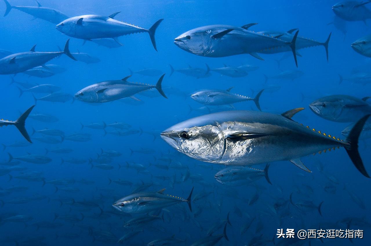 常吃的海鱼有哪几种,吃的最常见的几种海鱼