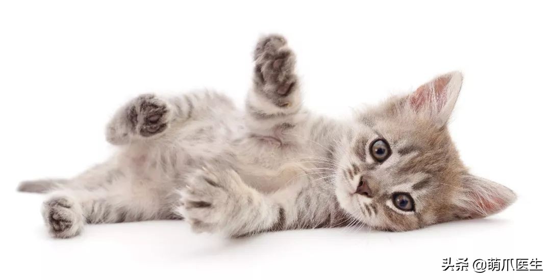 粘人的小奶猫,小奶猫守着铲屎官做作业