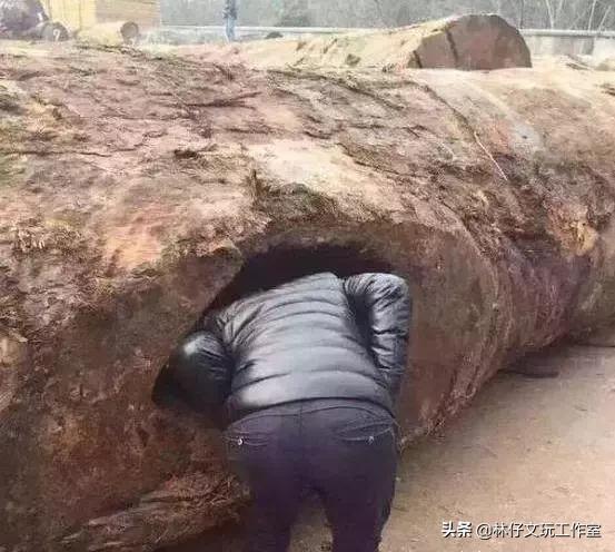 天价印度小叶紫檀树,印度小叶紫檀千年树王