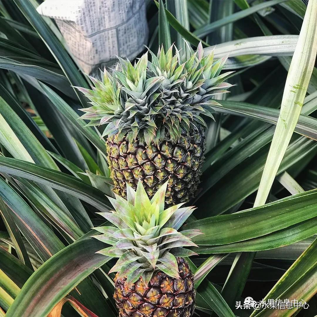 日本进口的菠萝,日本菠萝